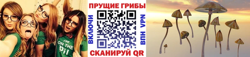 Псилоцибиновые грибы Psilocybe Вытегра
